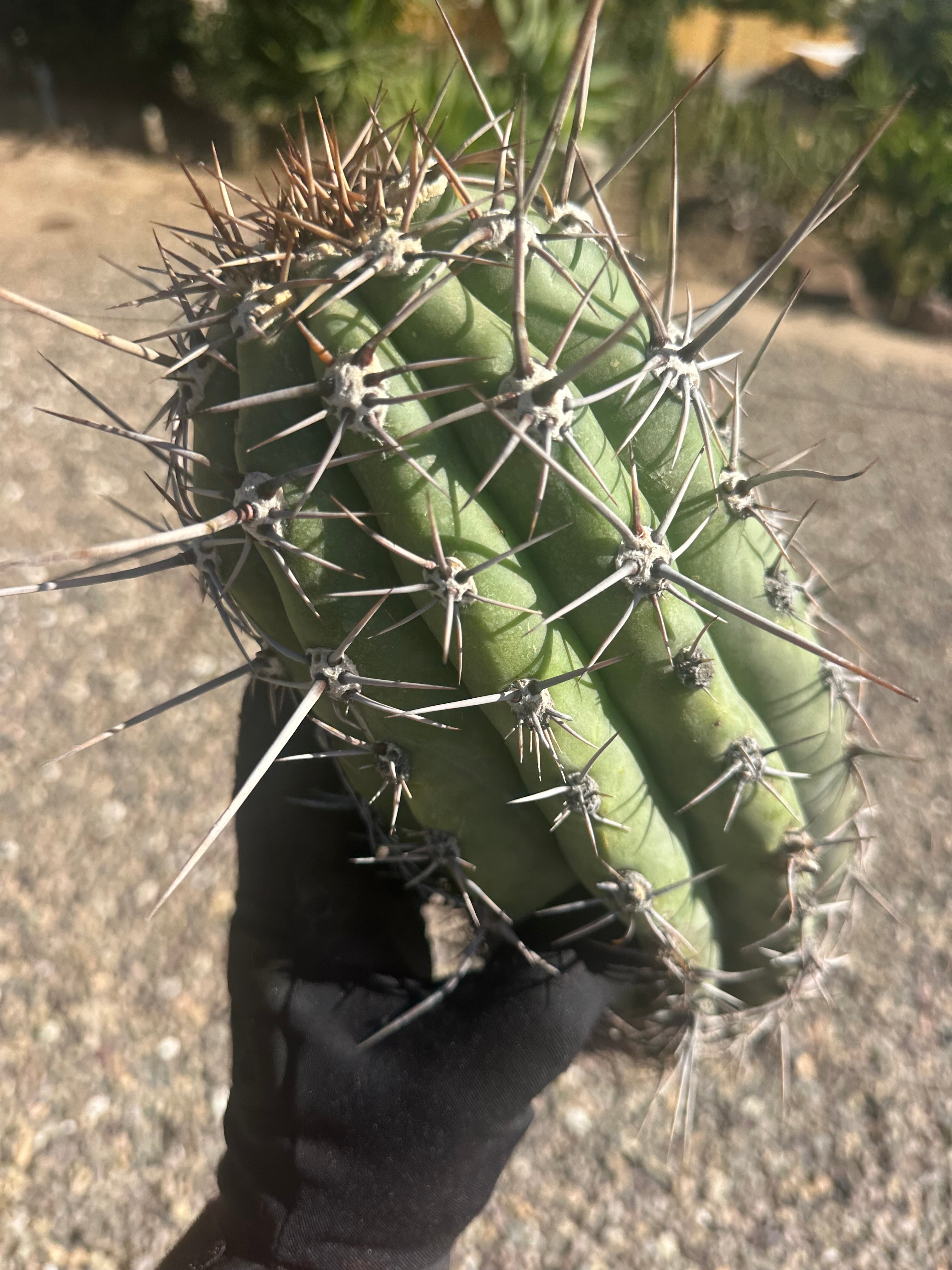 💎⚔️ Taq-Sheckii — Beastly Pups (2)