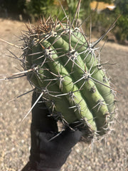 💎⚔️ Taq-Sheckii — Beastly Pups (2)