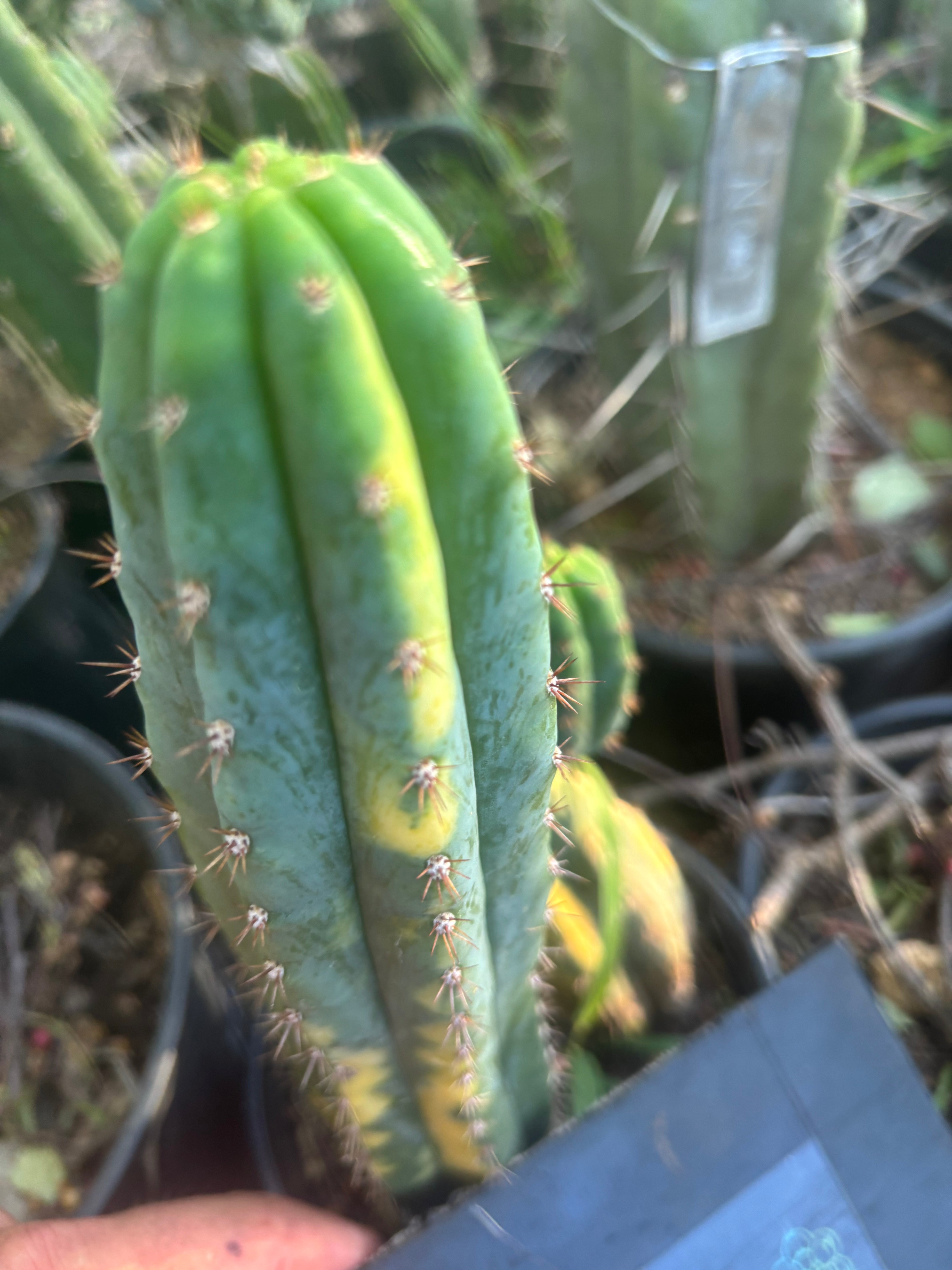 🔰 Vari Pachanoi — 8.5” Tip