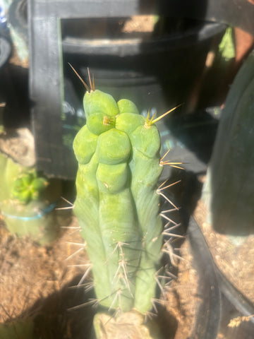 💎👑🌶️ Bruce — 8” Tip