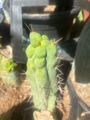 💎👑🌶️ Bruce — 8” Tip