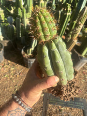 💎👑💎 T. Coquimbanus — Established Tip Graft on Rooted Shine01