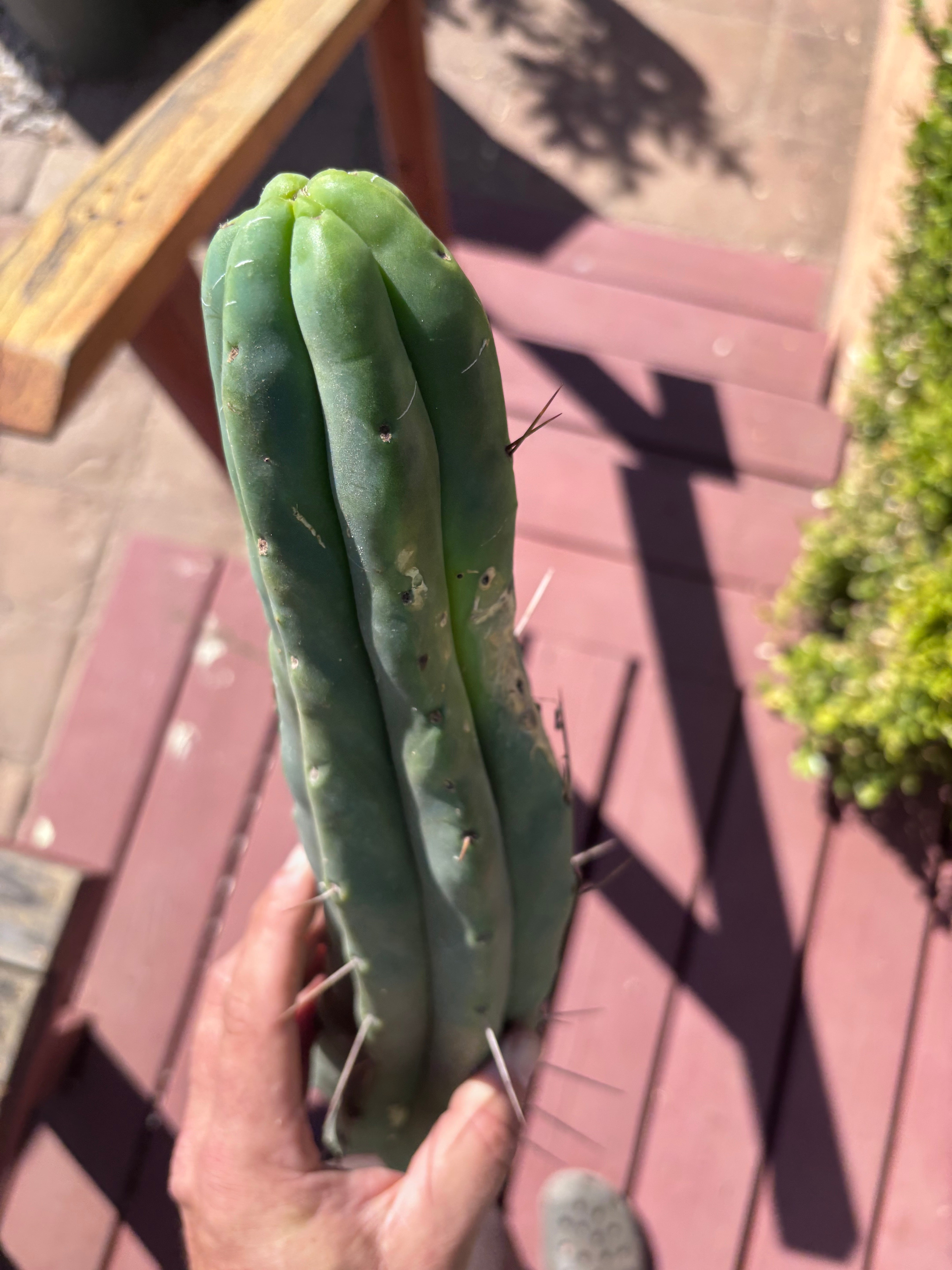 👑🌶️🌶️ Eileen — 14” (Tip #4)
