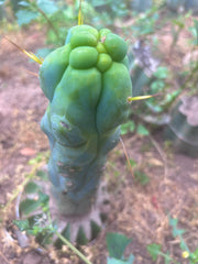 💎👑💎🌶️ Monster De Cota Cota — 7” Tip