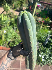 👑💎🌶️🌶️ Eileen — 15” Mega Tips