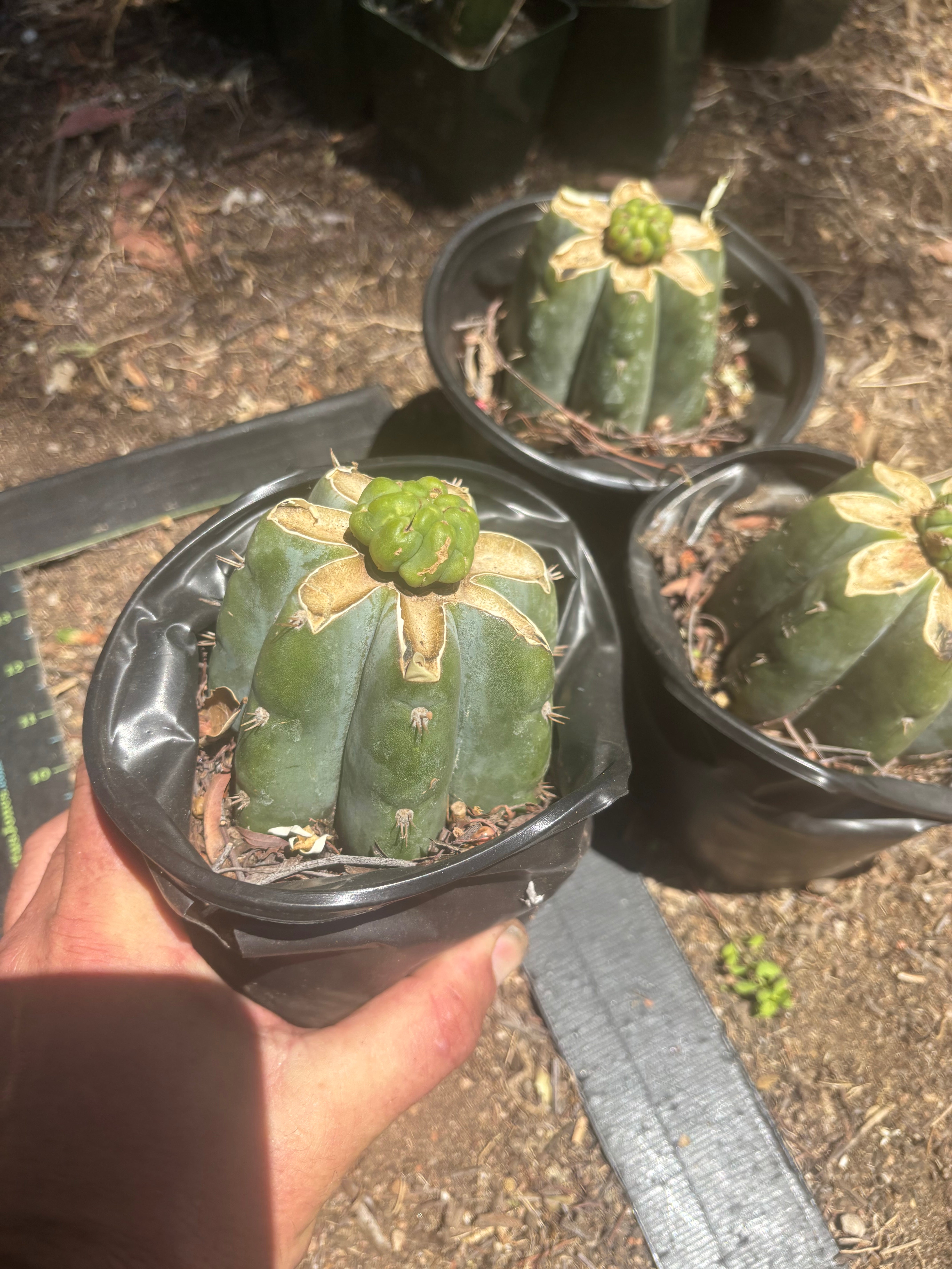 💎👑💎 Havran — Pup Grafts on Rooted Shine01 (3 Available)
