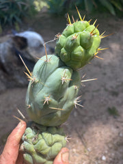 💎👑 Bruce’s Dragon — Chonky 9” Stacker Pup