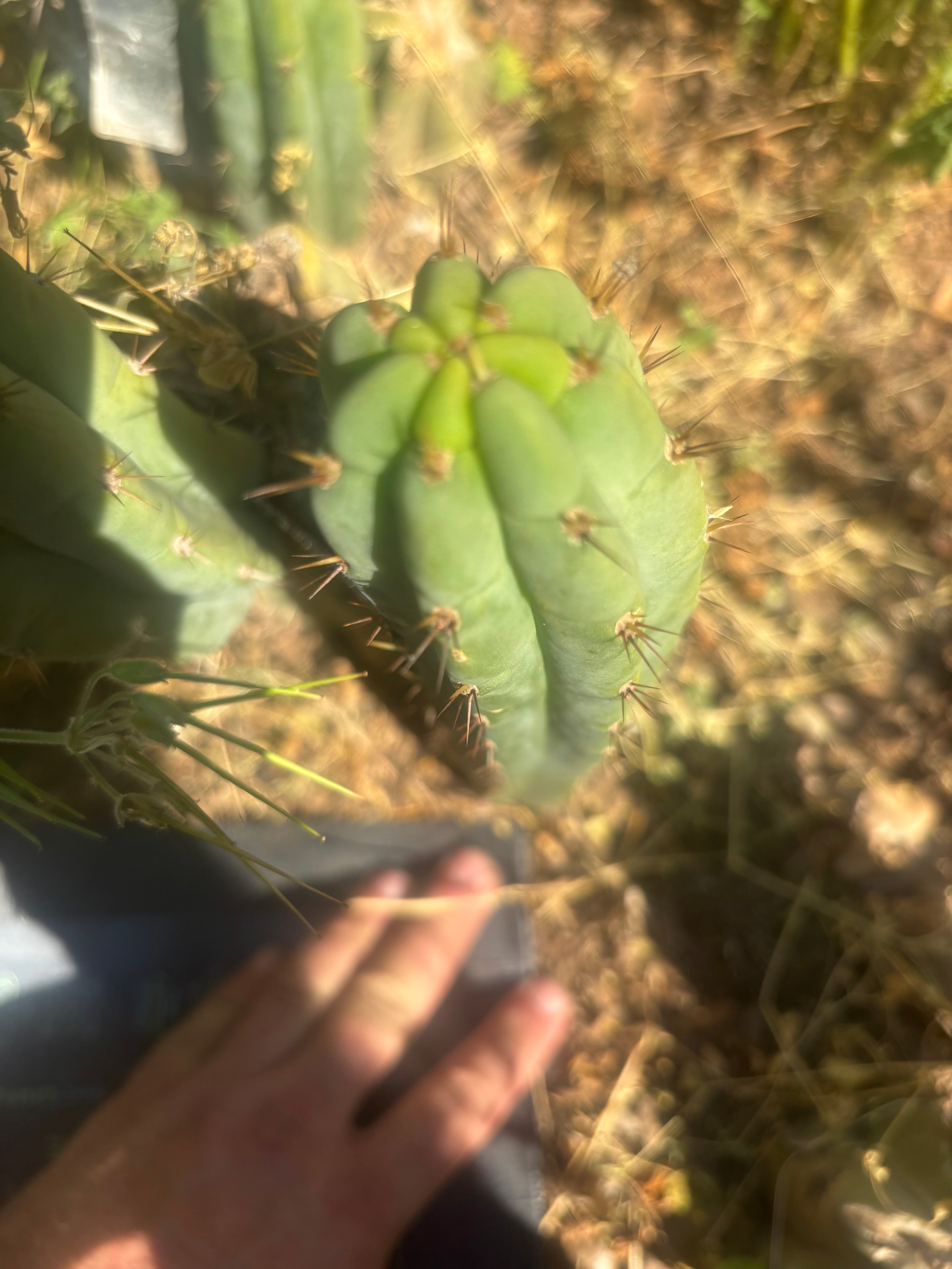 💎👑🌶️🌶️ Austy’s Bomb — 11” ROOTED