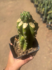💎👑💎 Havran — Pup Graft on Rooted PC