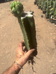 👑🌶️🌶️ Eileen — XL Rooted 14” Mid with Pup