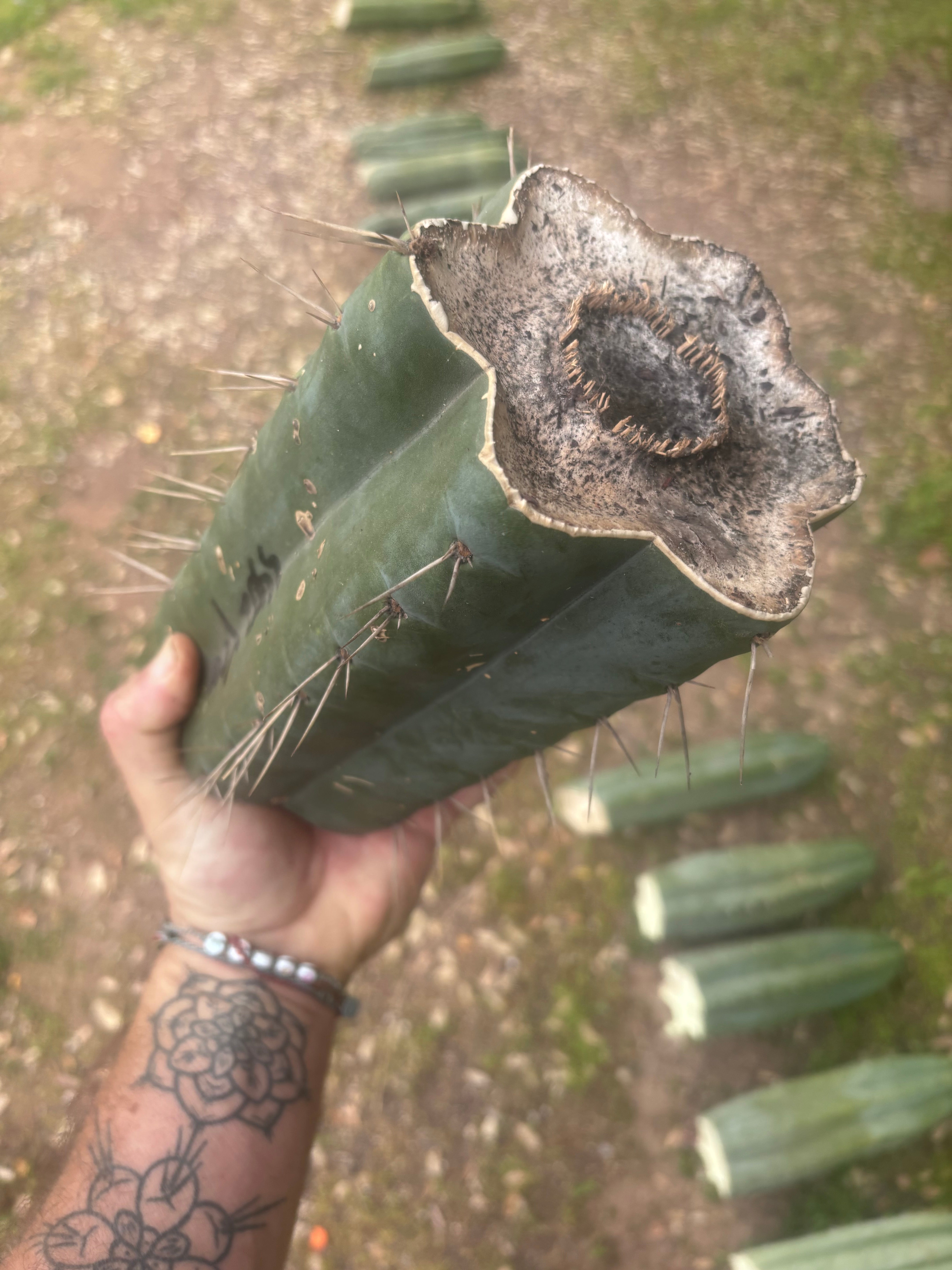 💎🌶️ SS02 x Yowie — MASSIVE 9.5” Mid