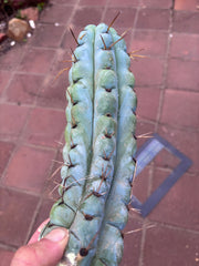 💎🌶️ Noid of the Moment — 12” Pup