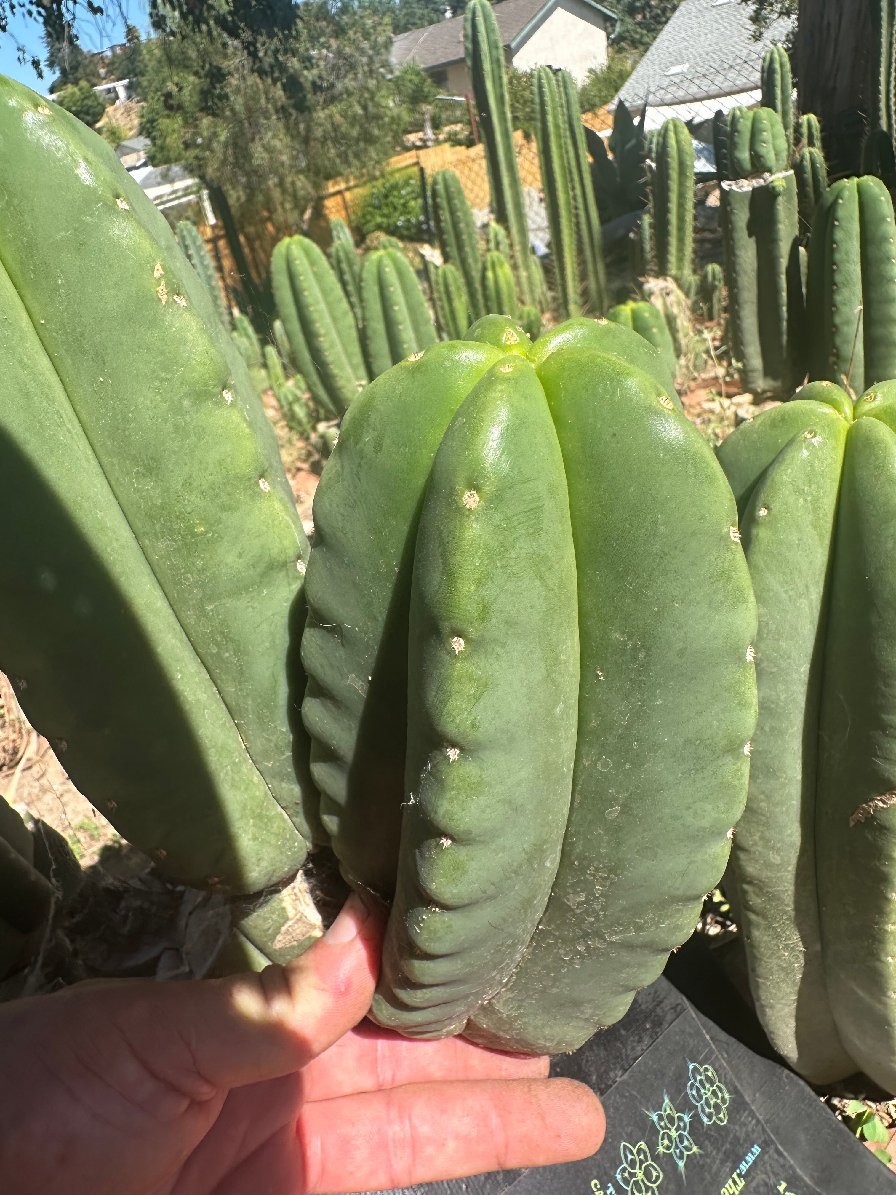 👑🌶️ Zulk — 8” Melon Pup