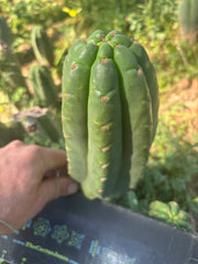👑🌶️ The Field’s Pachanoi — Fat Pup