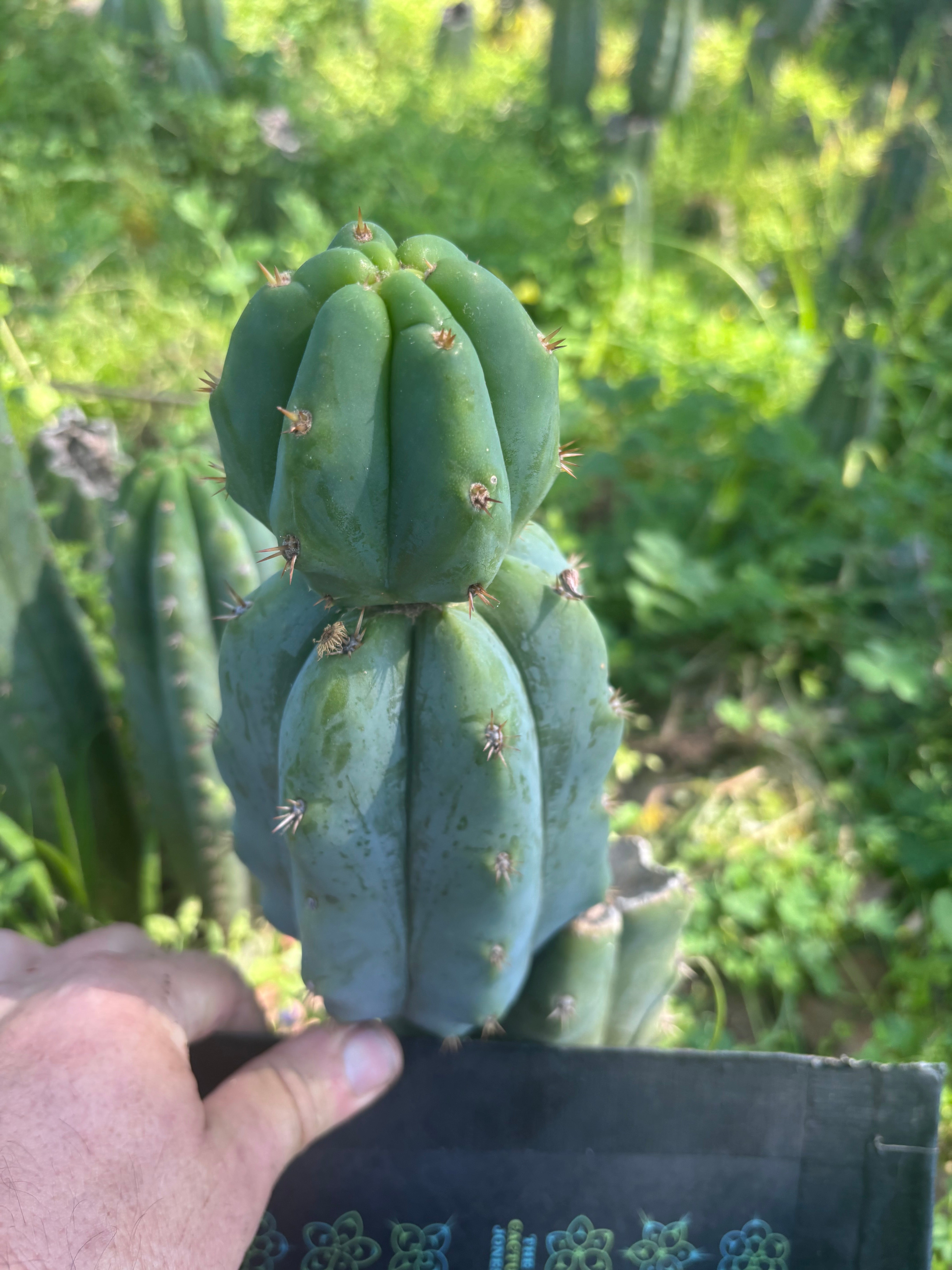 🌶️🌶️ NoidTwo — 8” Stacker Pup