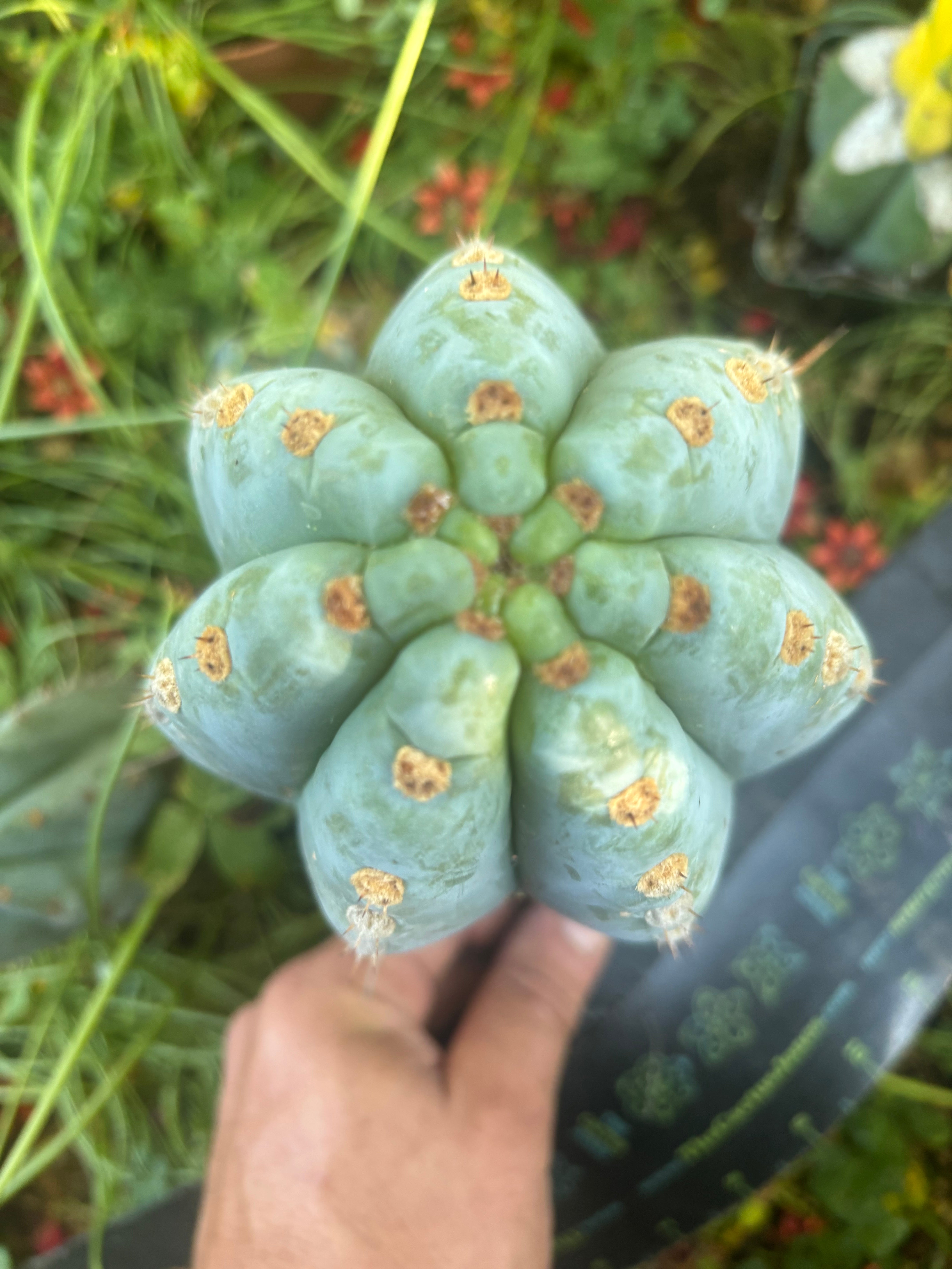💎👑 Althea — THICK Tip