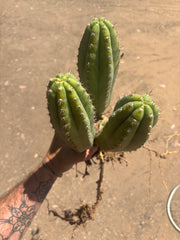 👑🌶️ Shine01 — Triple Pupped Mid with Crazy Roots