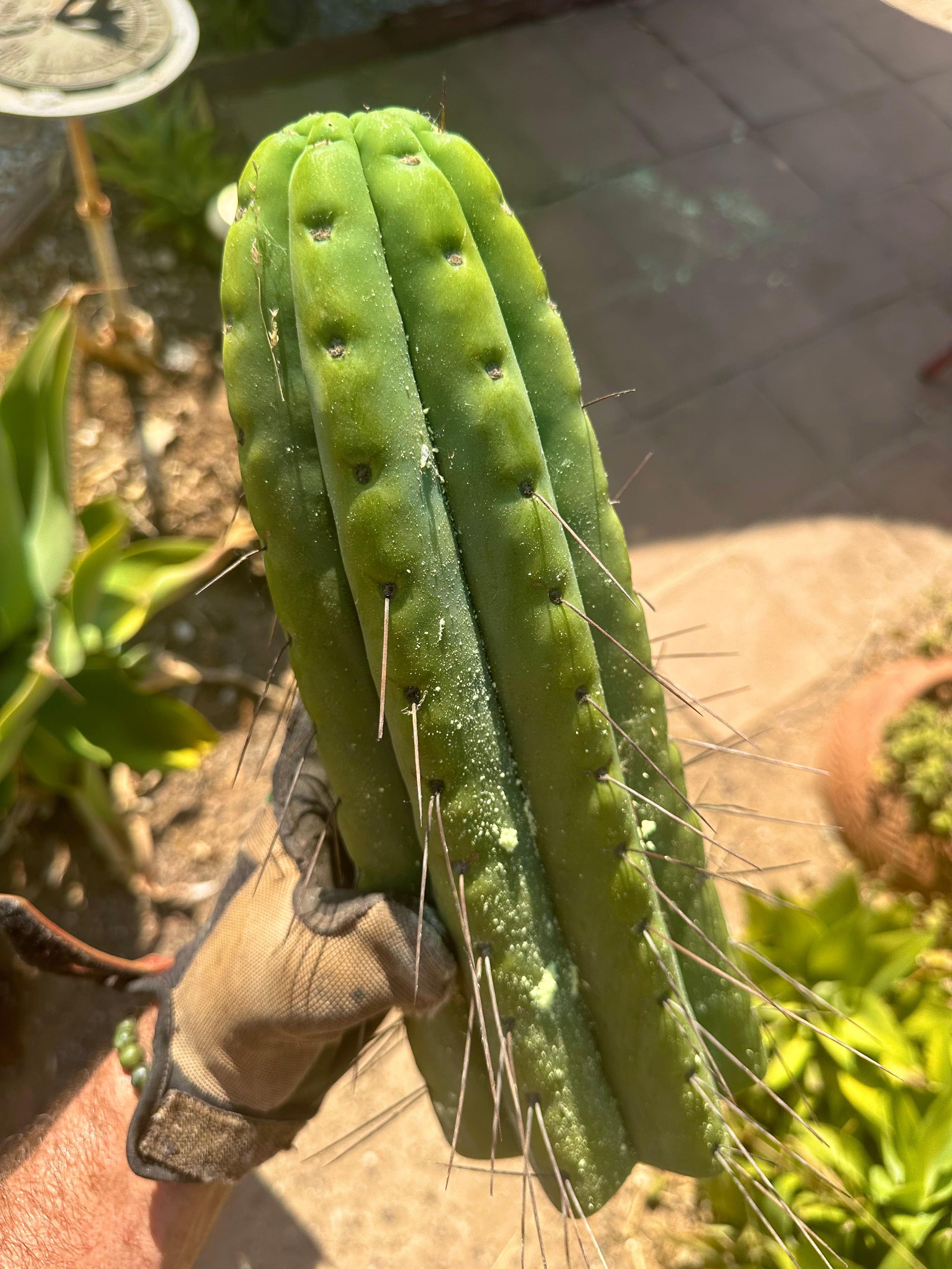 🌶️🌶️💎 E.R. — Huge 13” Tip