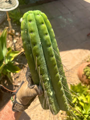 🌶️🌶️💎 E.R. — Huge 13” Tip
