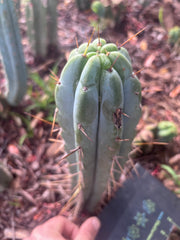 👑🌶️🌶️ Pala — 9” Tip