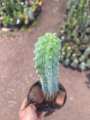 👑💎 Grecas — XL Established Tip Graft, Rooted