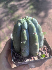 👑🌶️ Shine01 — Fat Rooted Tips