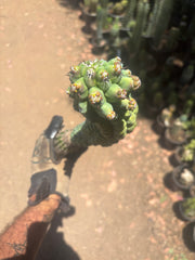 💎👑 Glorp —  XL Pupsploding Graft