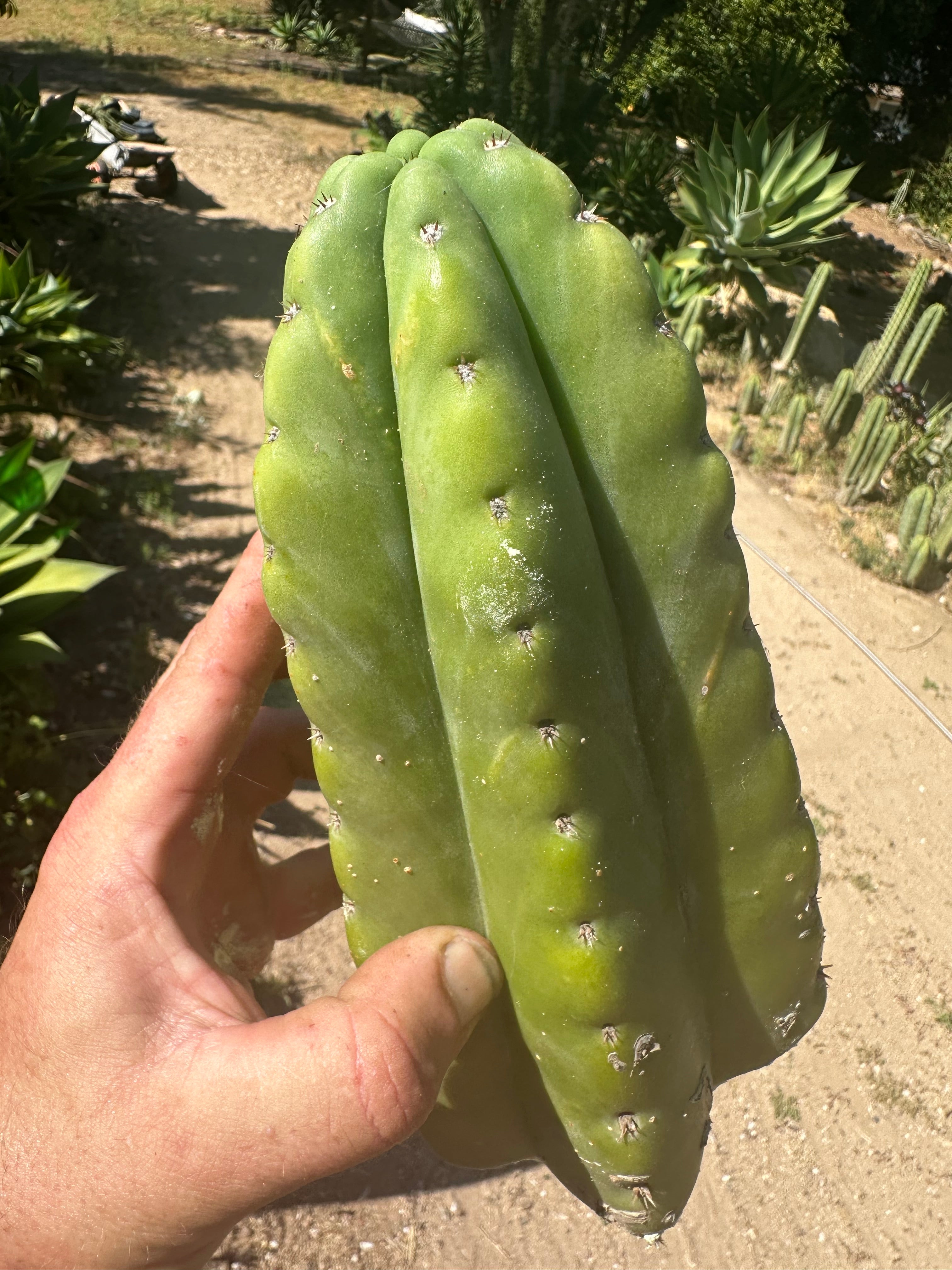 👑🌶️ Bitterfly — Beefy 9” Tip