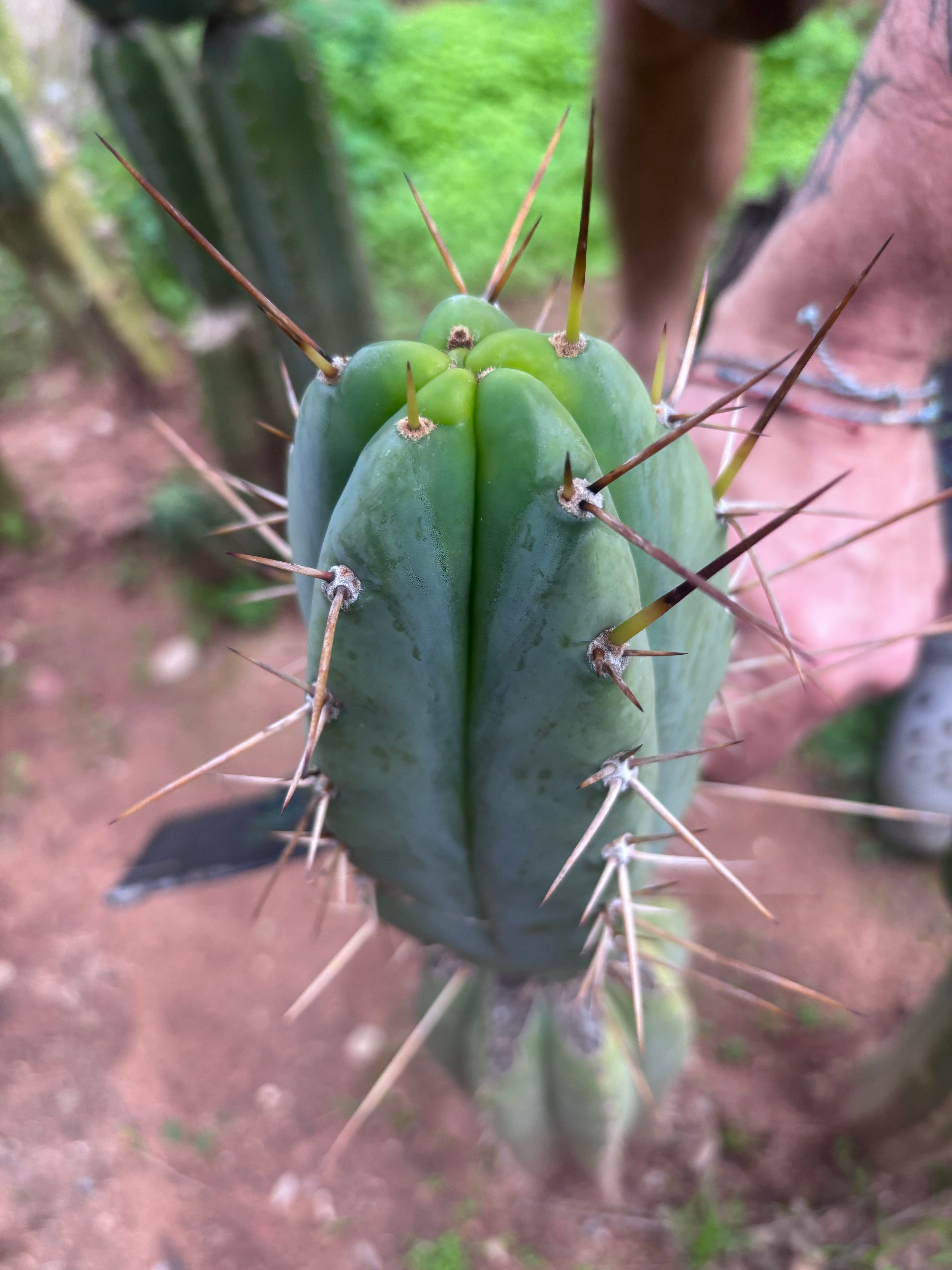 👑🌶️🌶️ Pala! — 7.5” Tip