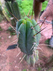 👑🌶️🌶️ Pala! — 7.5” Tip