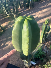 💎👑💎  Ferah — Another Thick Tip