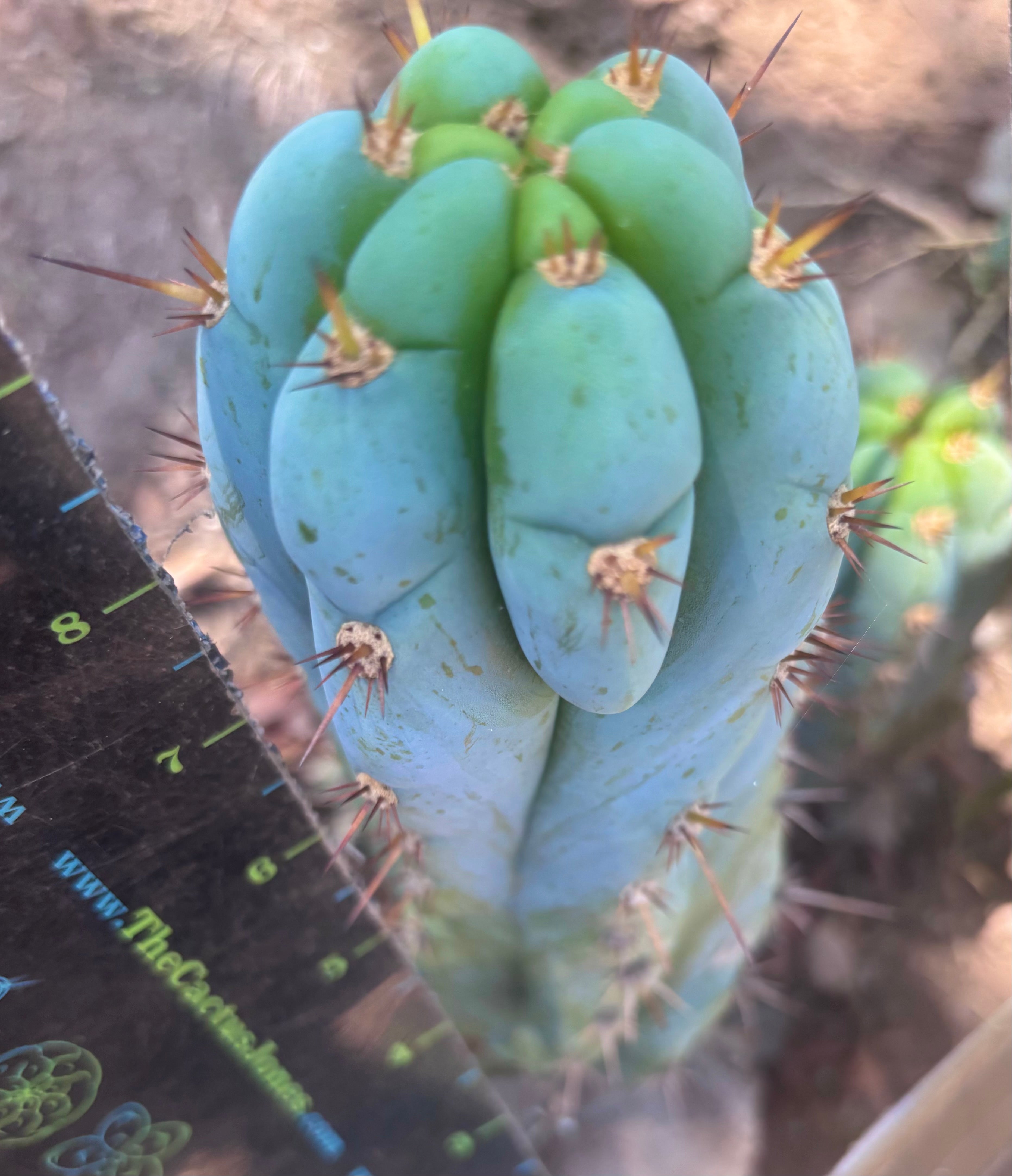 💎👑🌶️ Sharxx Blue — 9.5” Pup
