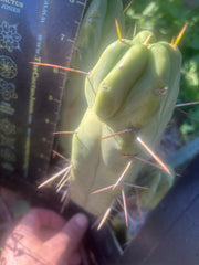 👑🌶️  Mel — 8” Pup