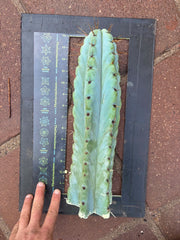 💎🌶️ Noid of the Moment — XL 14” Tip