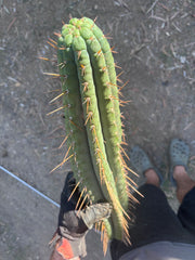 👑🌶️💎 Xochi — XXL 21” Tip