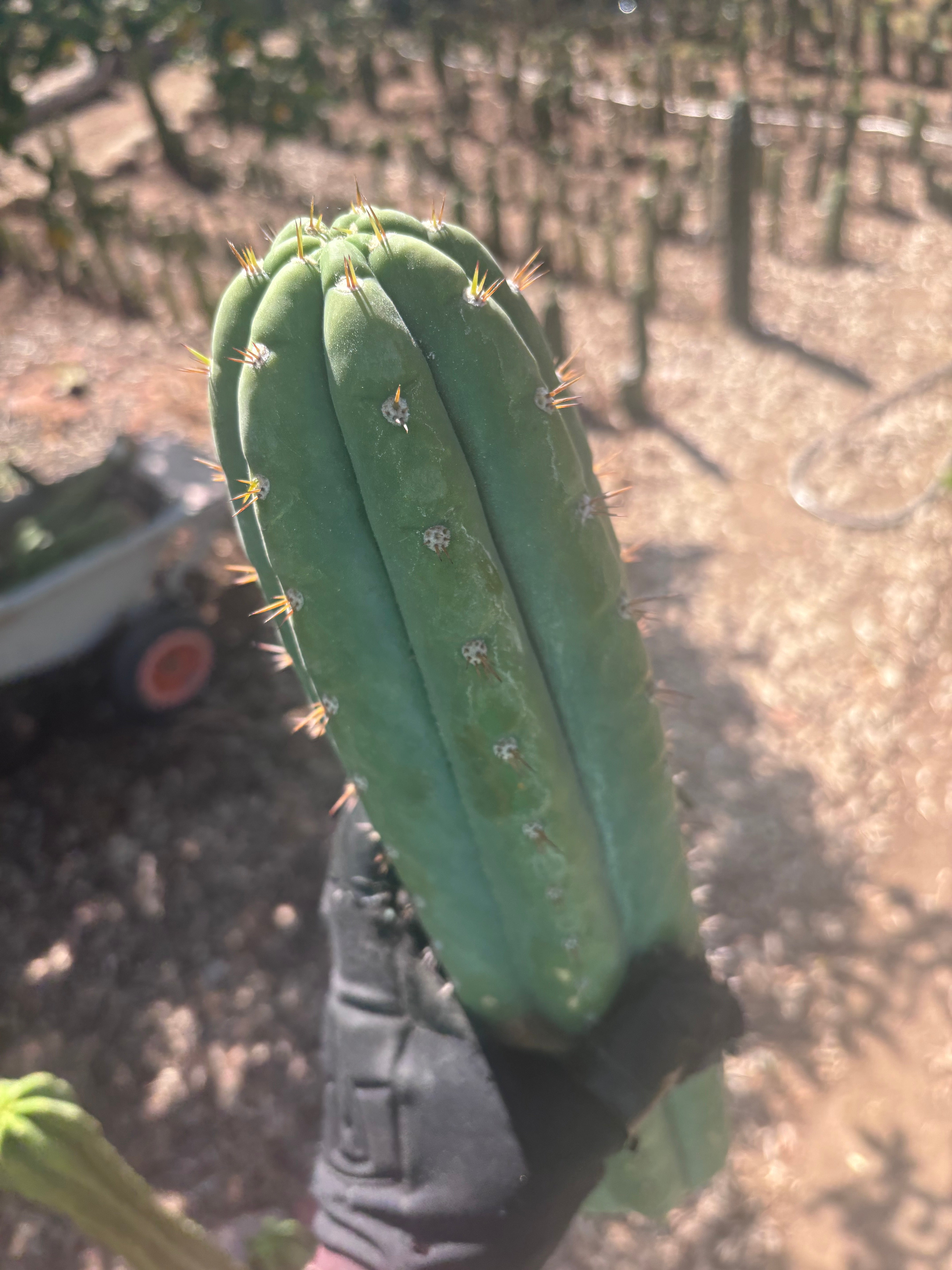 🌶️ JJOP — XL 15” Pups