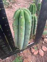 👑🌶️🌶️ Landfill — 10” Pup