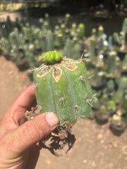 💎👑💎 Havran — Pup Graft on Rooted Shine01