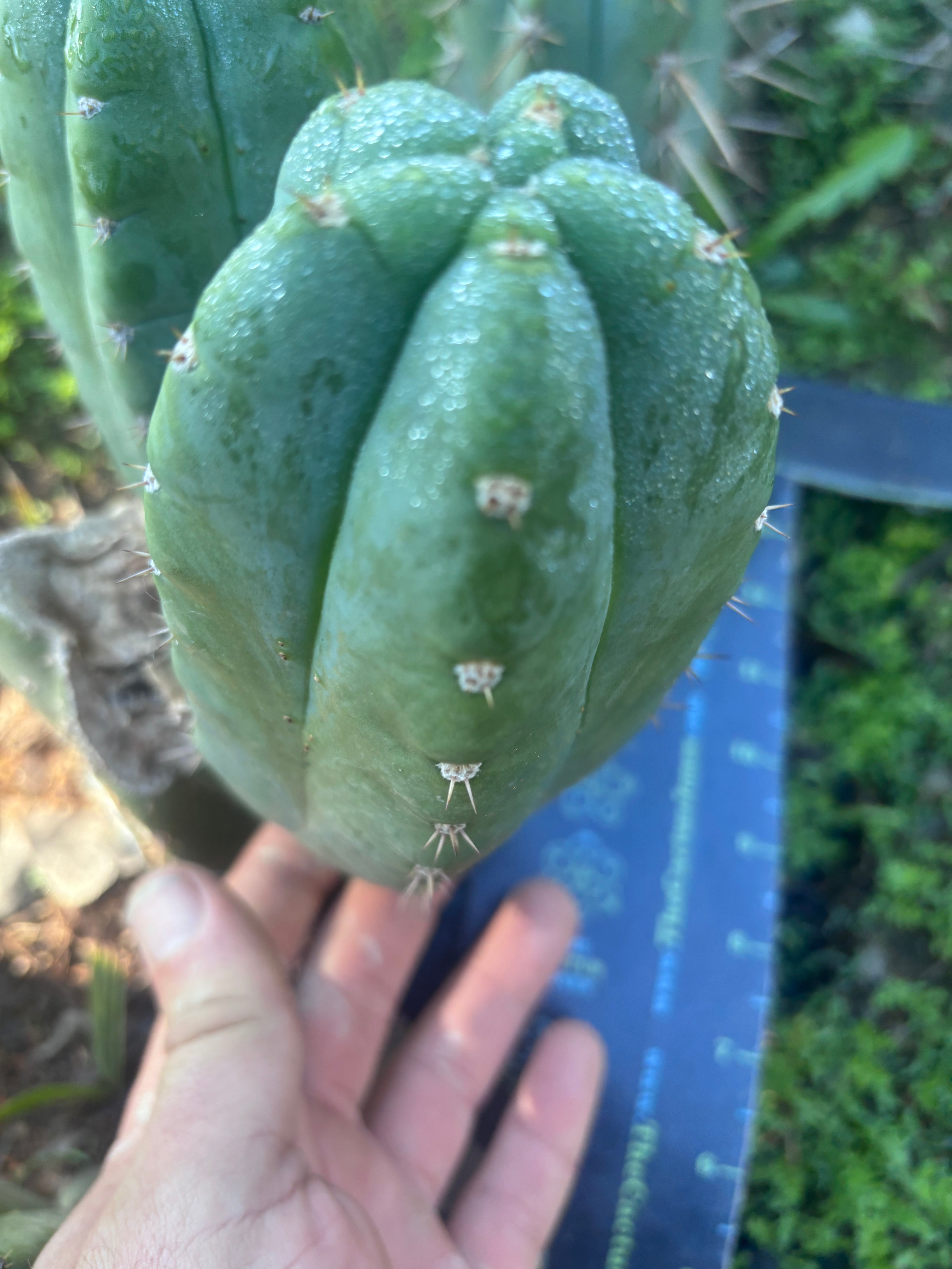 👑🌶️ Bob’s Colossus—  Chonky 6” Grenade