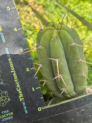 Custom Listing for Logan T