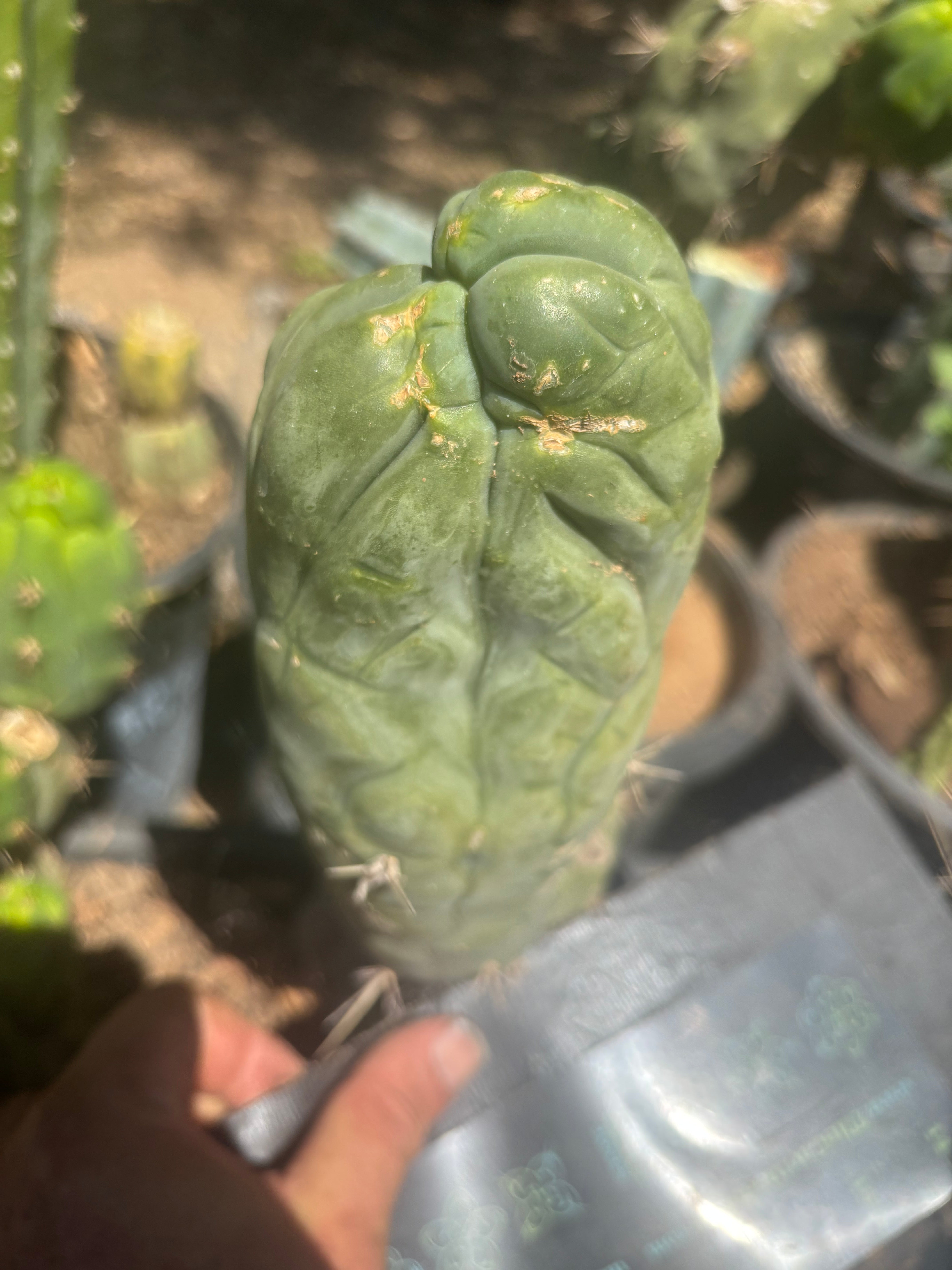 💎👑🐉 Bruce’s Dragon — Thick 8” Pup