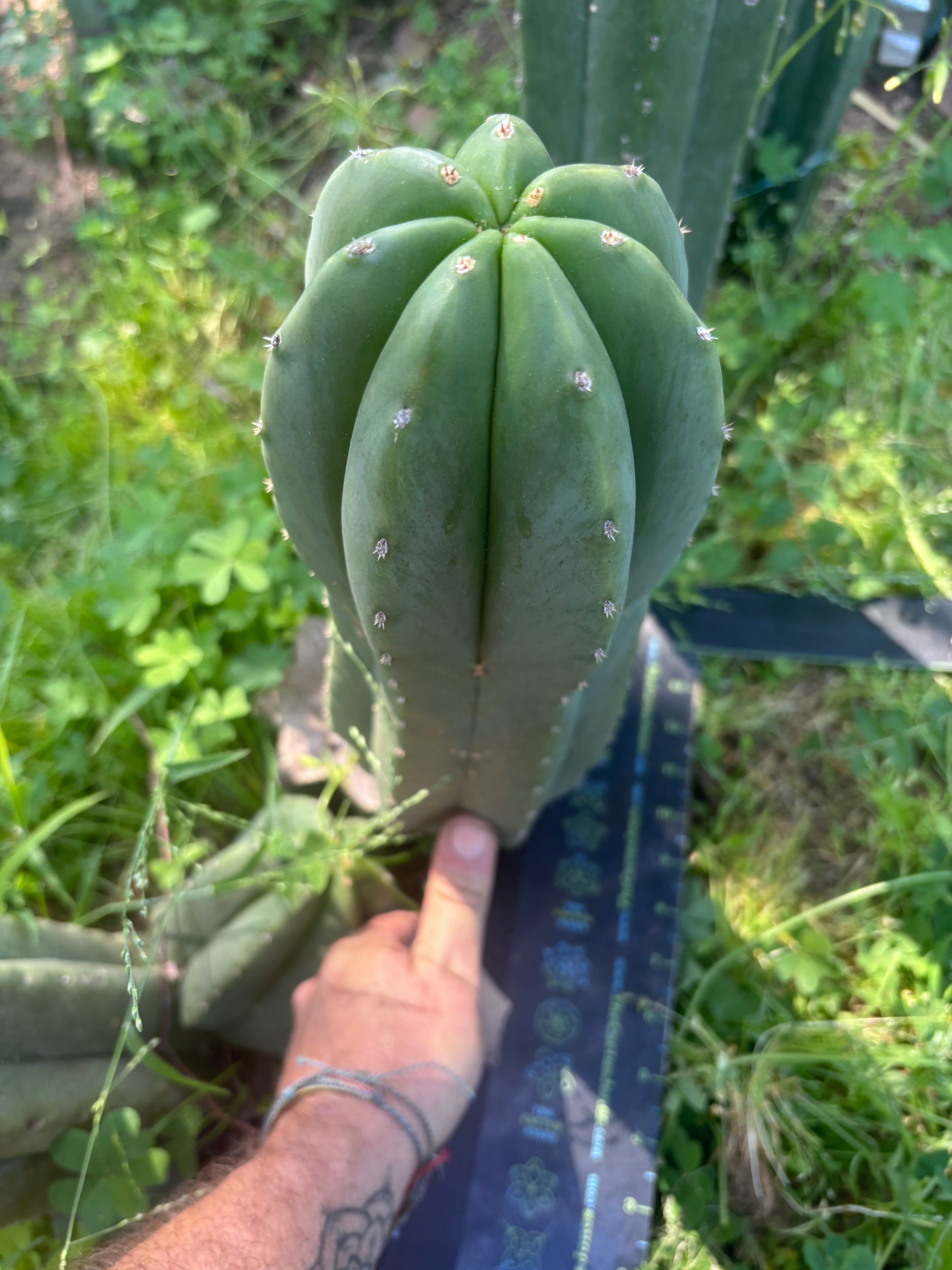 💎🌶️ Jonesy07 — Massive 14” Pup