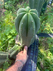 💎🌶️ Jonesy07 — Massive 14” Pup