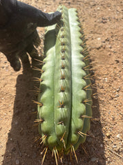 🌶️ SS02 x Kimura’s Spiny Giant   — XL 14” Pup