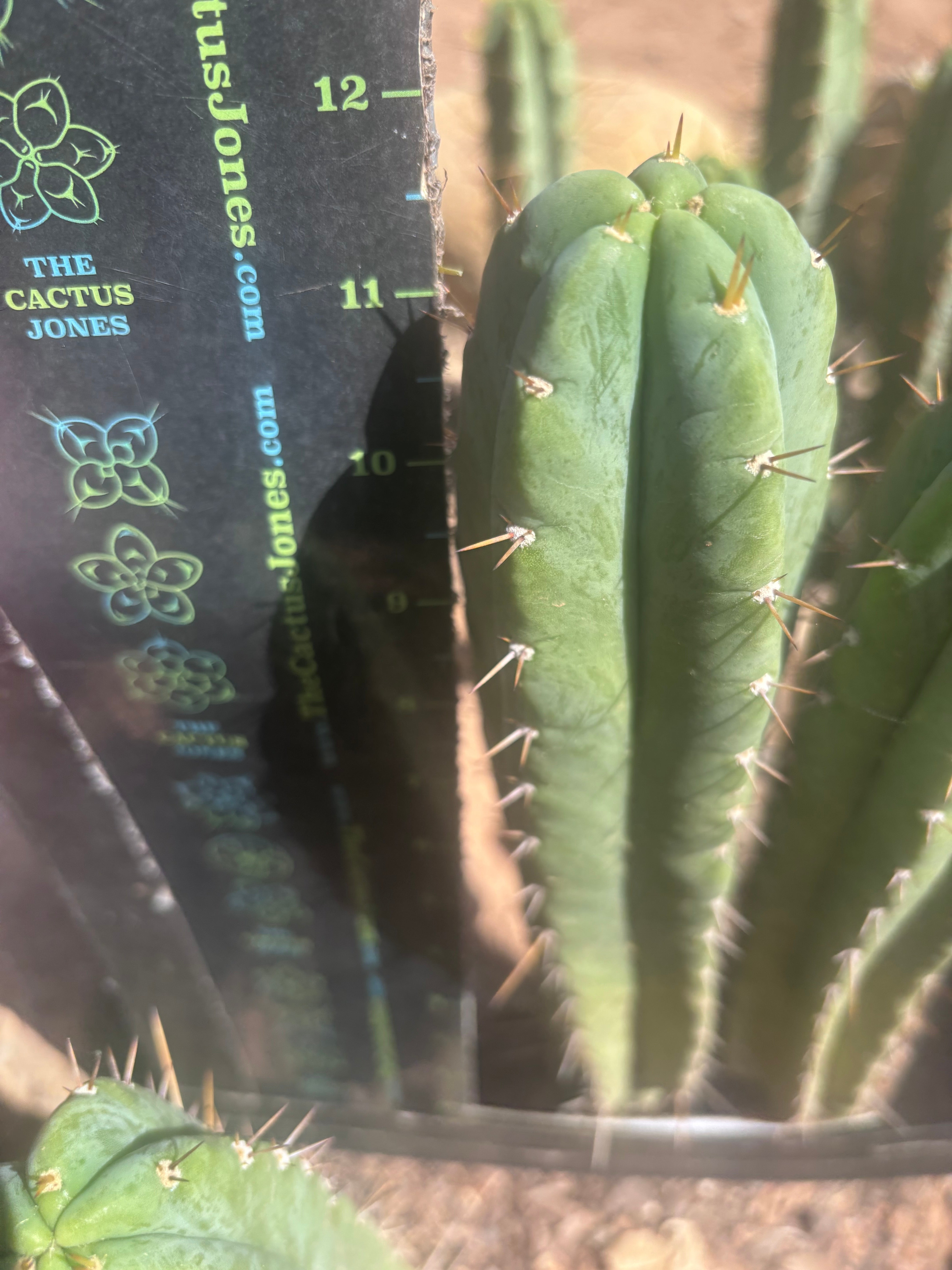 🌶️ Psycho0’ x Juuls — 12” Pup