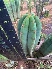 👑💎🌶️ Kimnach — Perfect 10” Tip