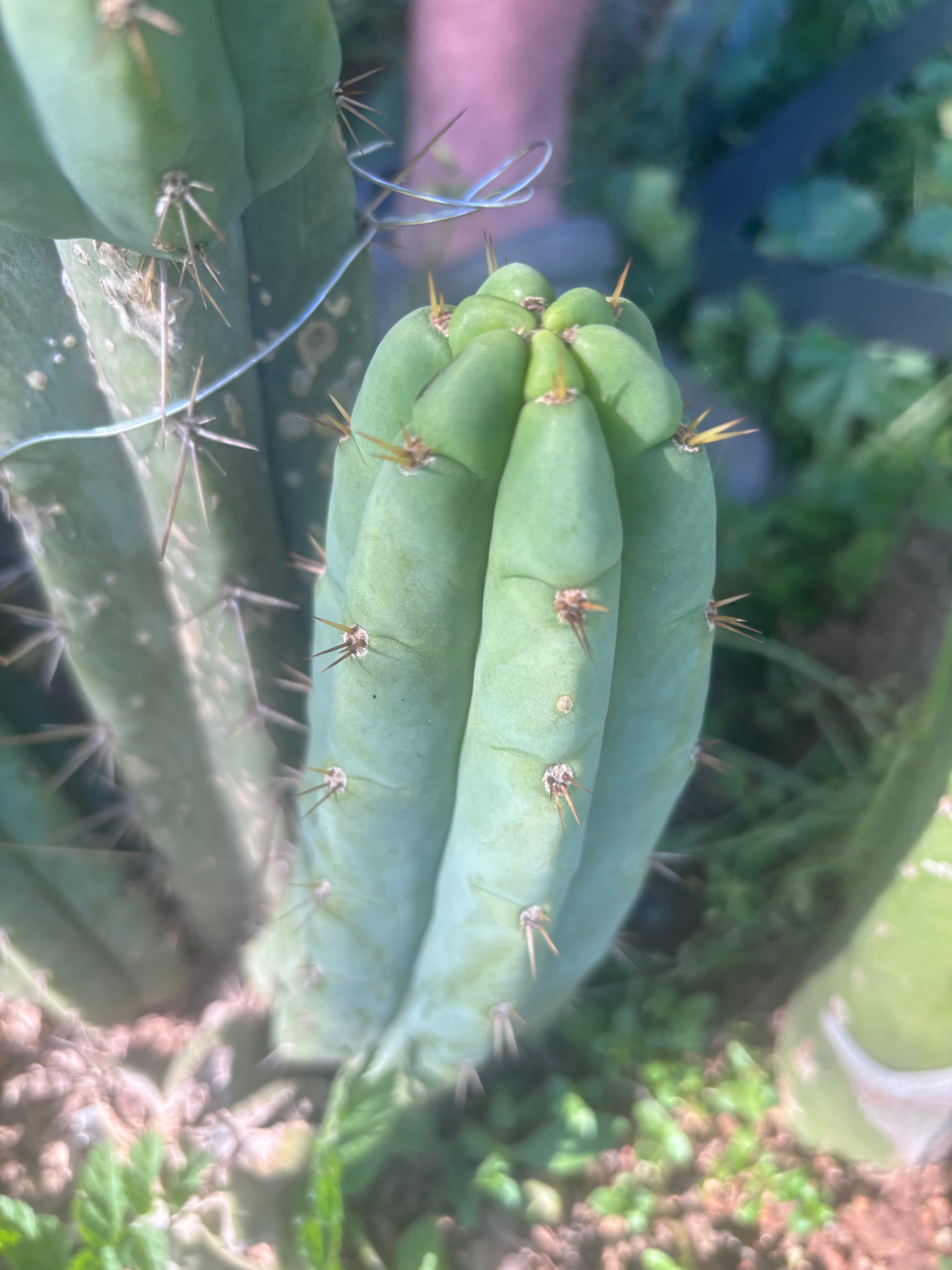 💎👑🌶️🌶️ Austy’s Bomb — 8” Pup