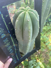 💎🌶️ Jonesy07 — Massive 14” Pup