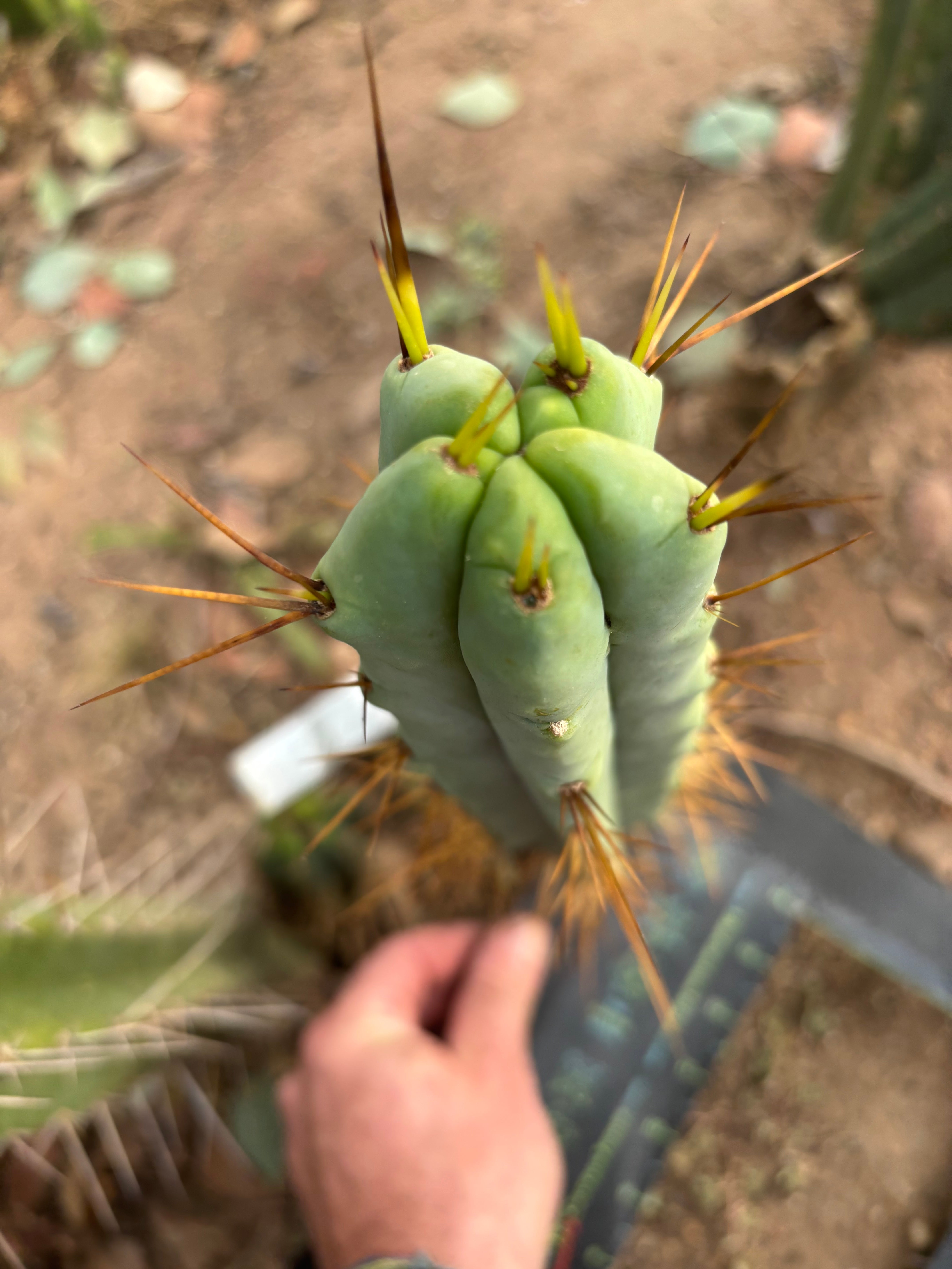 👑💎🌶️ Foolsbreath — 12” Tip
