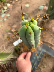 👑💎🌶️ Foolsbreath — 12” Tip